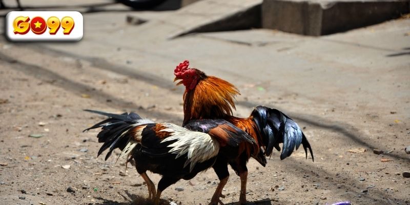 Các dòng chiến kê phổ biến