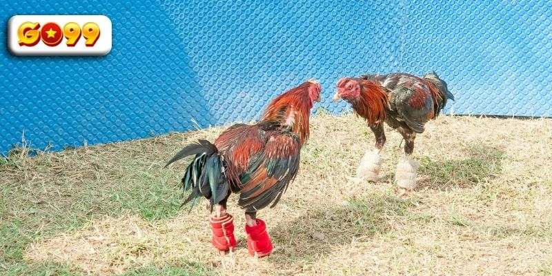 Câu hỏi thường gặp về đá gà C1