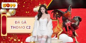 Đá Gà Thomo C2 - Đấu Trường Chọi Kệ Hấp Dẫn Số 1 Tại GO99