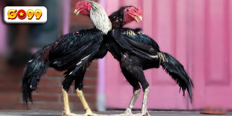 So sánh gà Peru cựa dao với các giống phổ biến